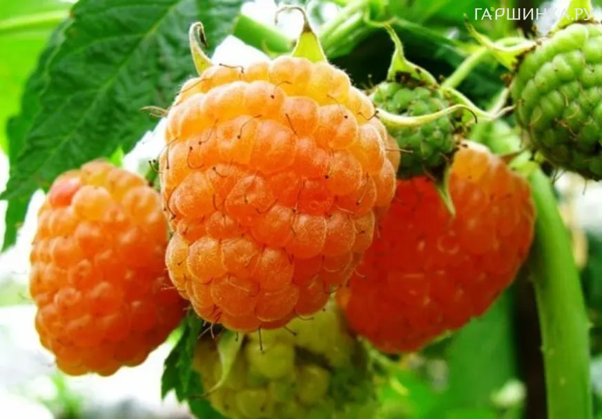 Малина Беглянка желтая