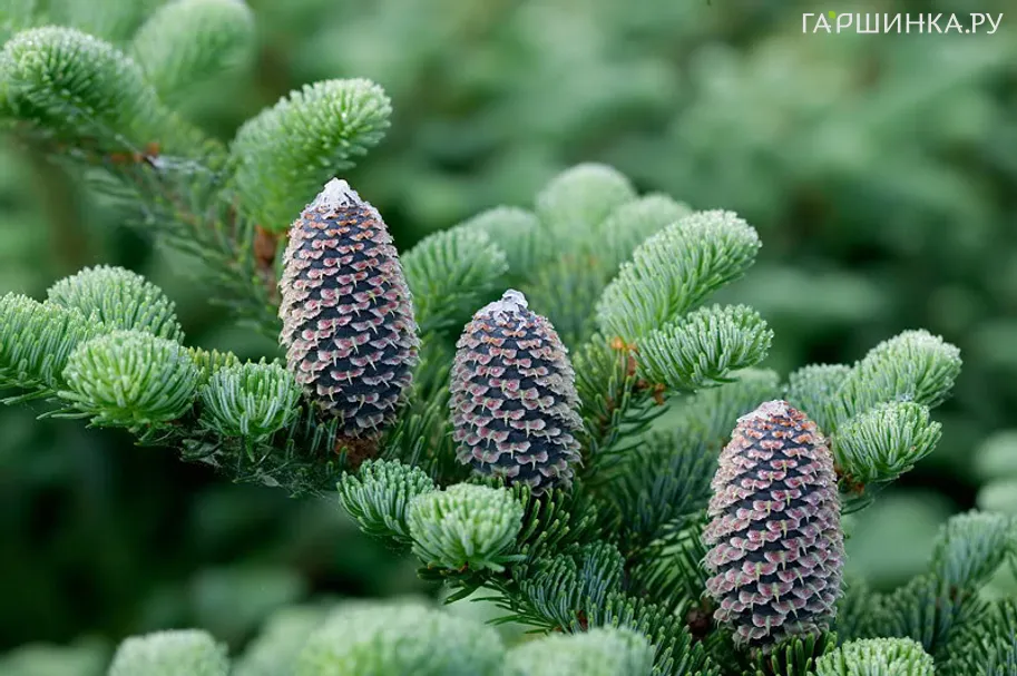 Пихта Фразера