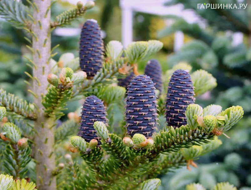 Пихта корейская Блю Стандарт