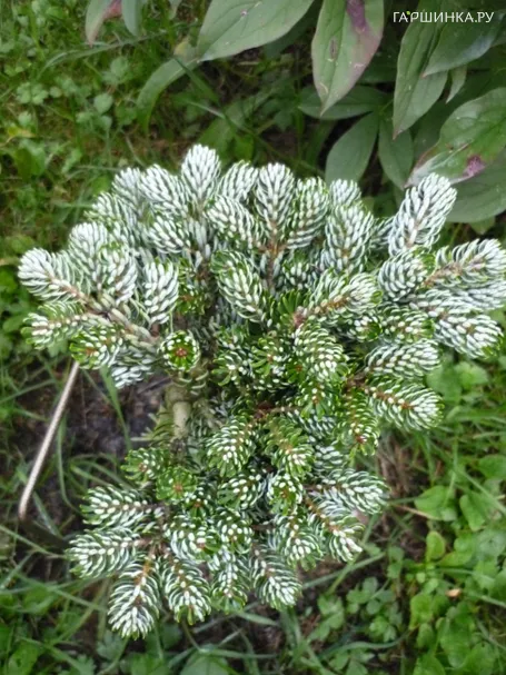 Пихта корейская Айсбрекер