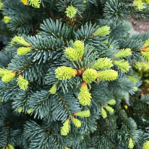 Пихта горная Компакта
