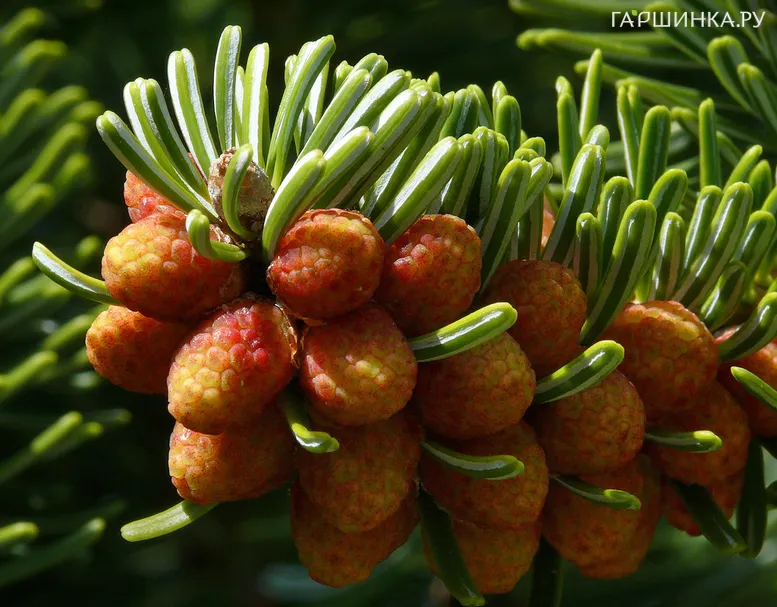 Пихта Нордмана