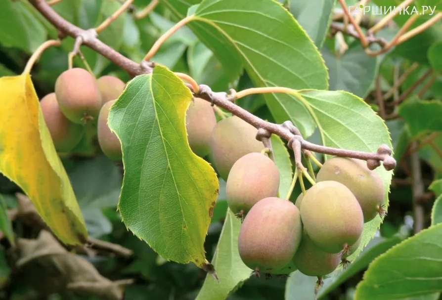 Актинидия Гибридная Колбасиной (женский сорт)