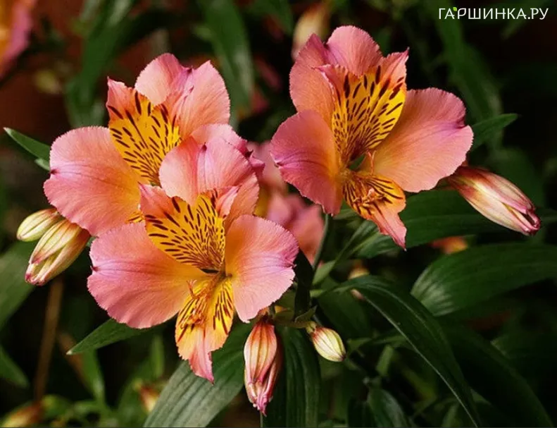 Альстромерия Лигту