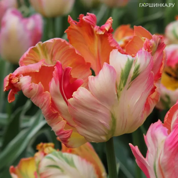 Тюльпан Априкот Пэррот попугайный 4шт