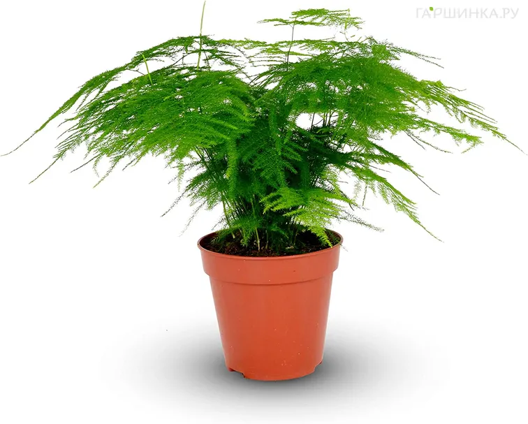 Аспарагус Плюмозус