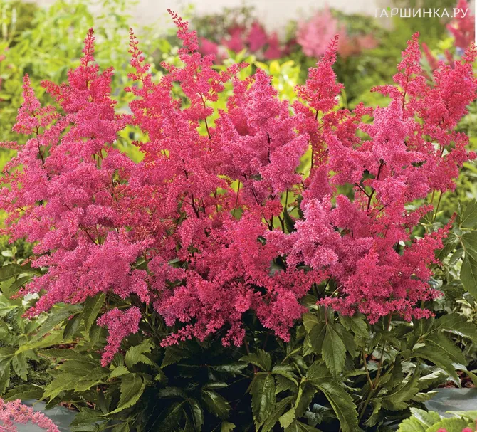 Астильба Арендса Ред Шарм