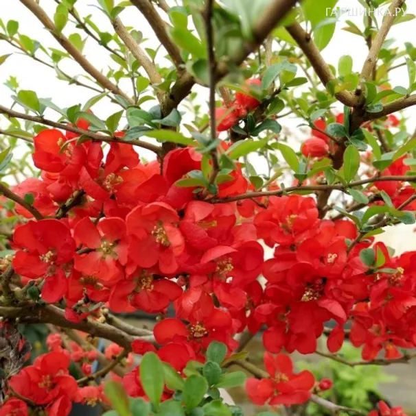 Айва Николин