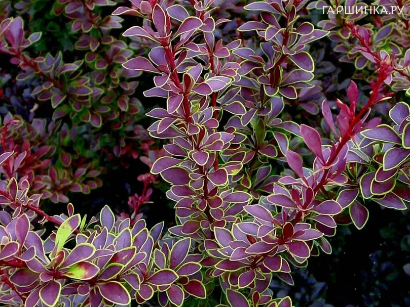 Барбарис Тунберга Голден Ринг