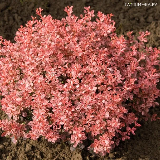 Барбарис Тунберга Инспирейшн