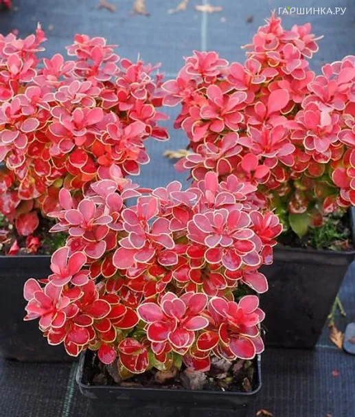 Барбарис Тунберга Ред Хот Чили