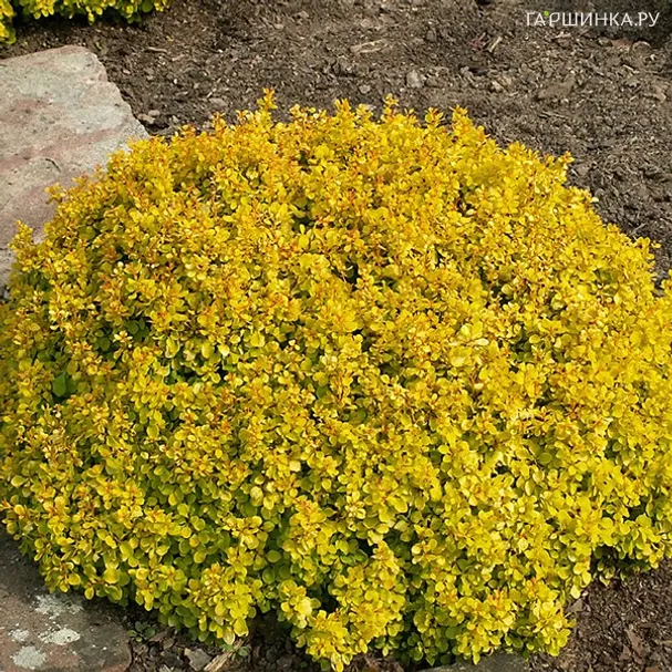 Барбарис Тунберга Тини Голд