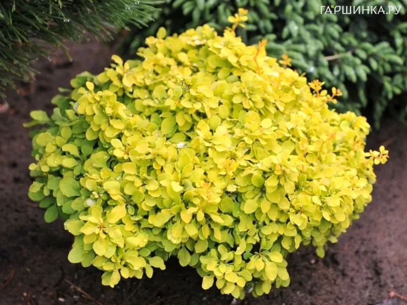 Барбарис Тунберга Голдалита