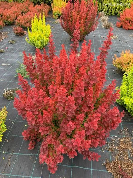 Барбарис Тунберга Неон