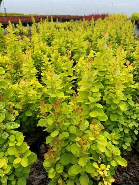 Барбарис Тунберга Неон Голд