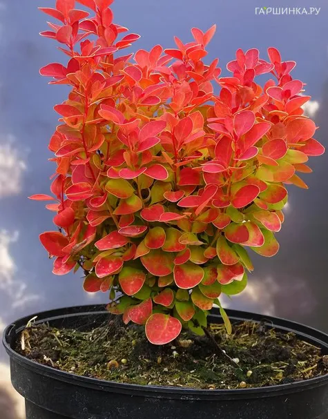 Барбарис Тунберга Оранж Альф