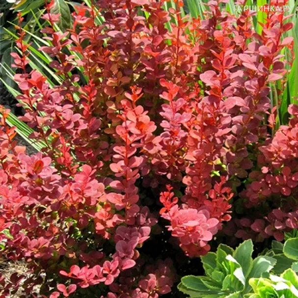 Барбарис Тунберга Ред Карпет