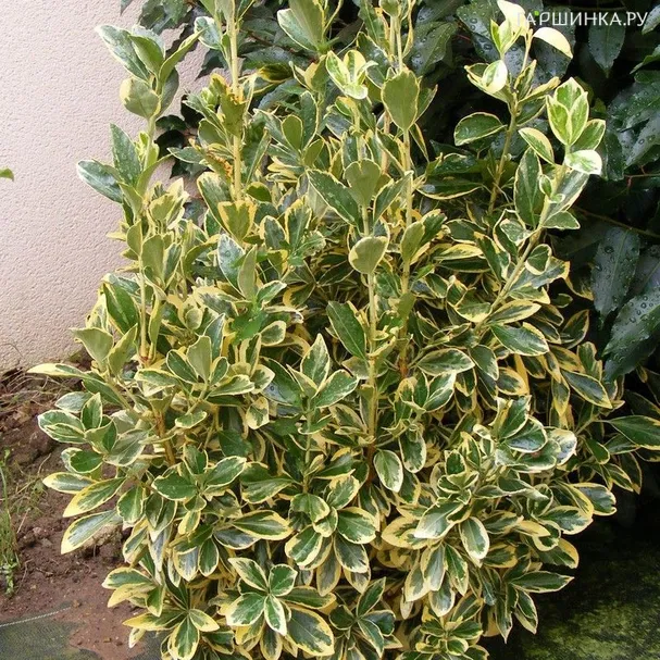 Бересклет японский Браво