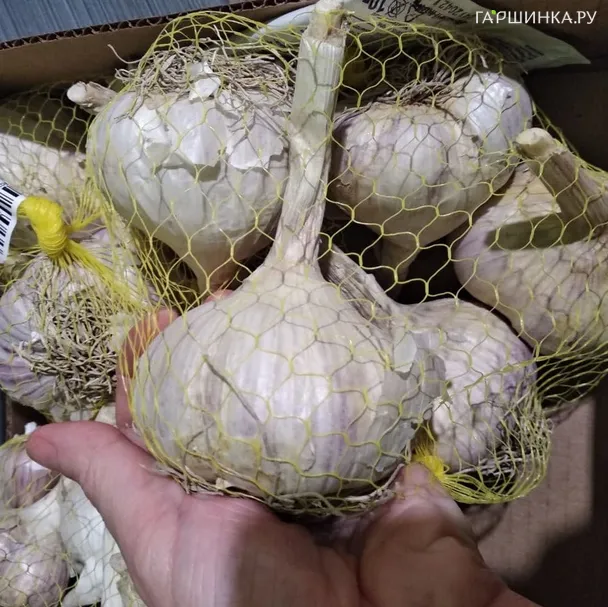 Чеснок озимый сорт Владимирский Богатырь 0.5кг