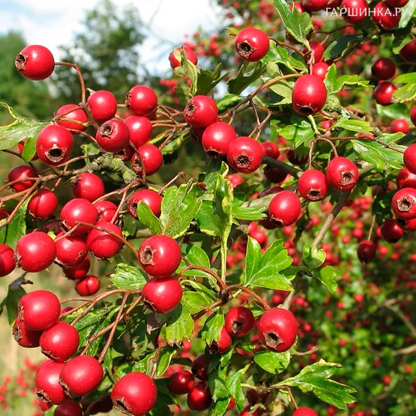 Боярышник Арнольда