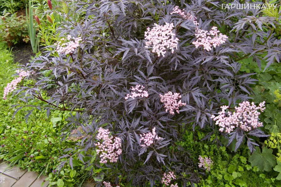 Бузина черная Блэк Лейс