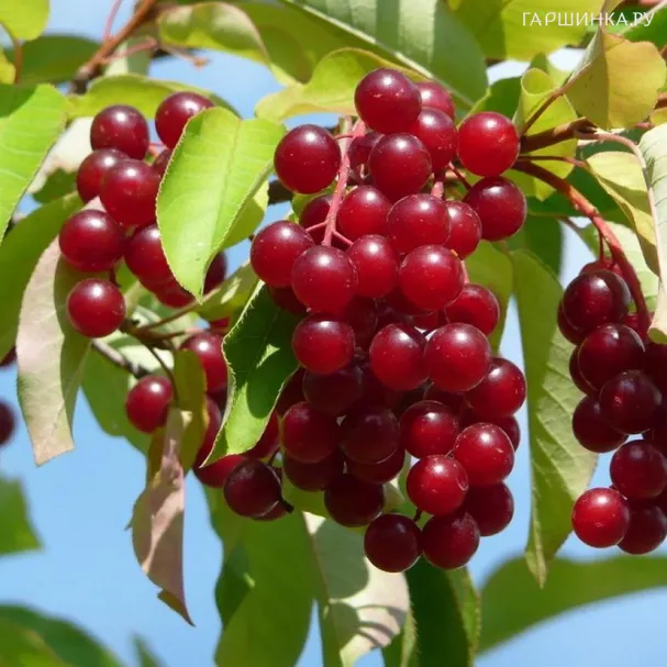 Черемуха Виргинская (красная ягода)