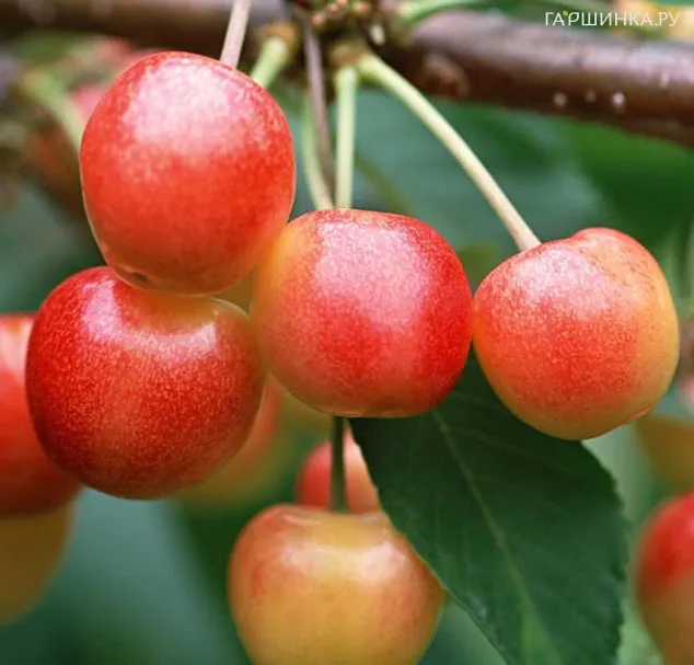 Черешня Гостинец крупноподная желтая