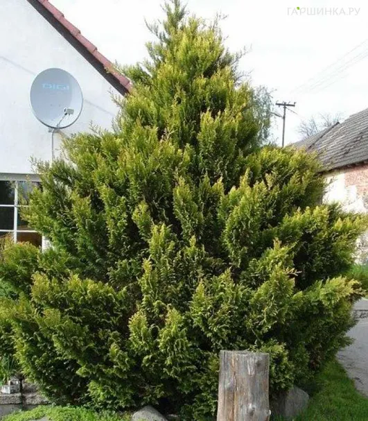 Купрессоципарис Лейланда Кастевеллан