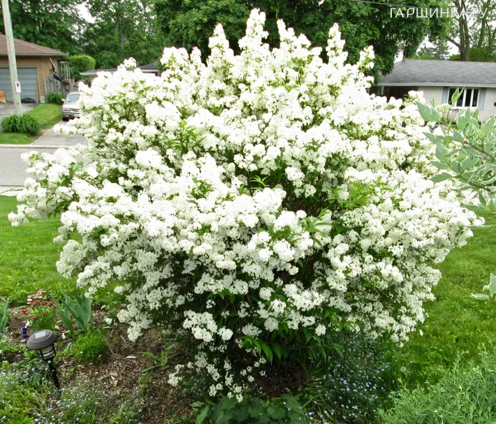 Дейция шершавая Кандидиссима