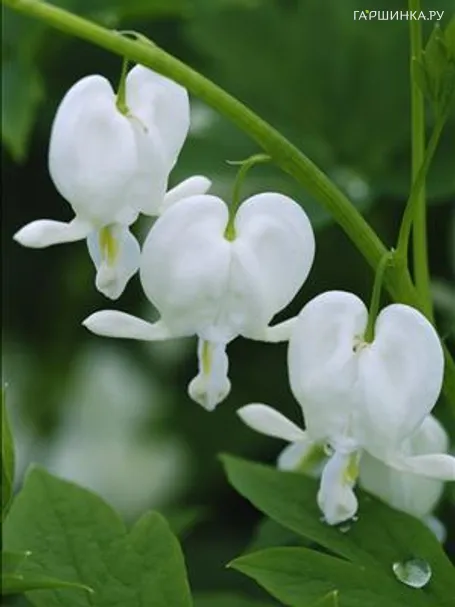 Дицентра исключительная Альба