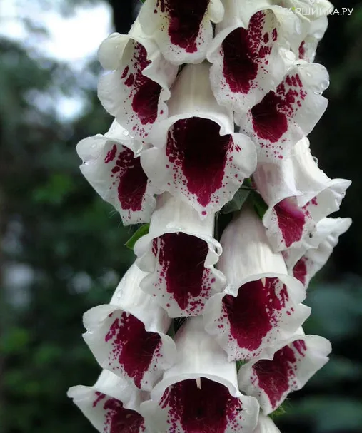 Наперстянка пурпурная Пэмс Чойс