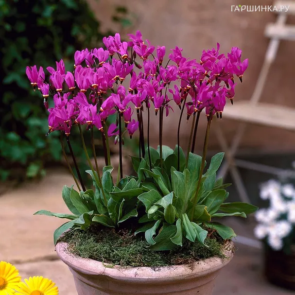 Додекатеон Ред Вингс