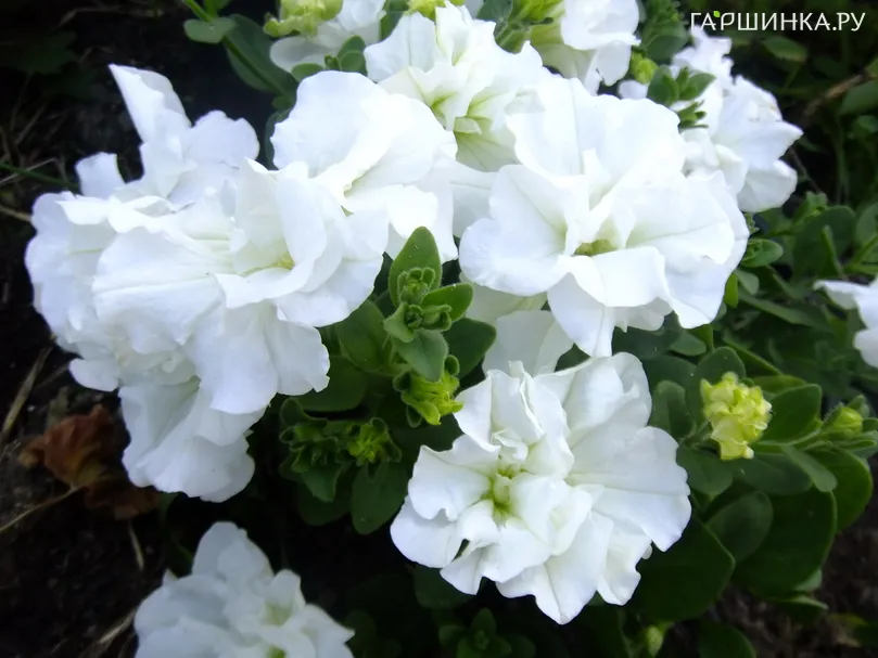 Петуния вегетативная Тумбелина Диана