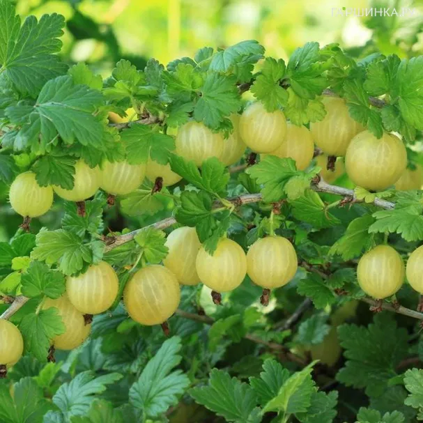 Крыжовник Куршу дзинтарс