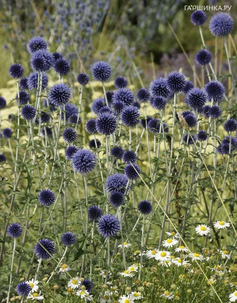 Мордовник обыкновенный Вейчс Блю