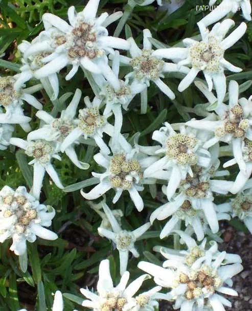 Эдельвейс альпийский