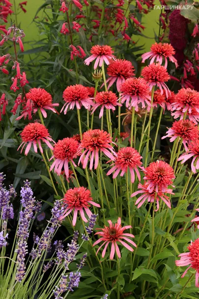 Эхинацея Гуава Айс