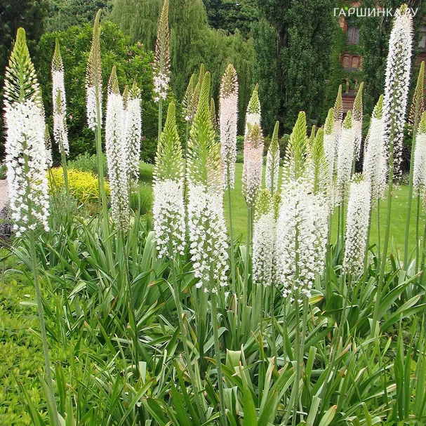 Эремурус мощный