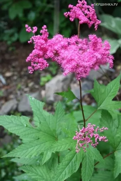 Филипендула	purpurea