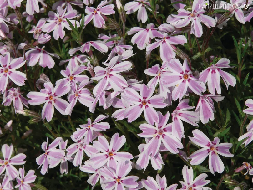 Флокс Кимоно шиловидный