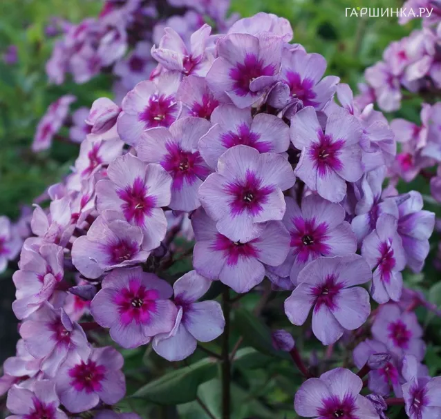 Флокс Старый маяк