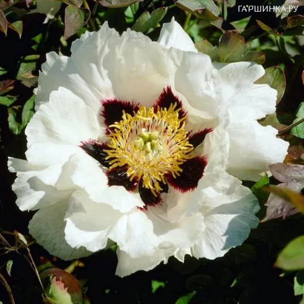 Пион Снежный Лотос древовидный