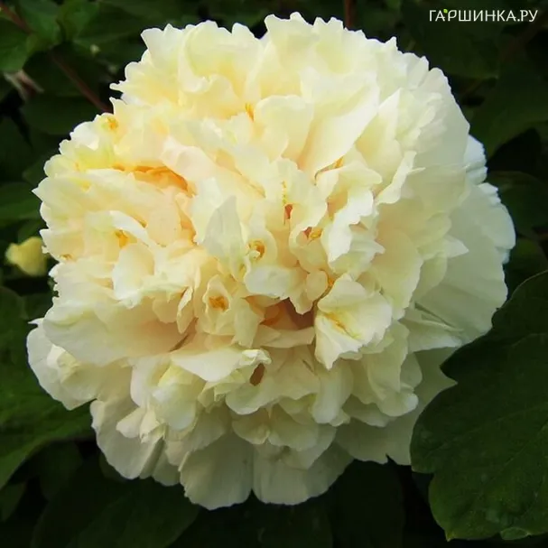 Пион древовидный Яос Йеллоу