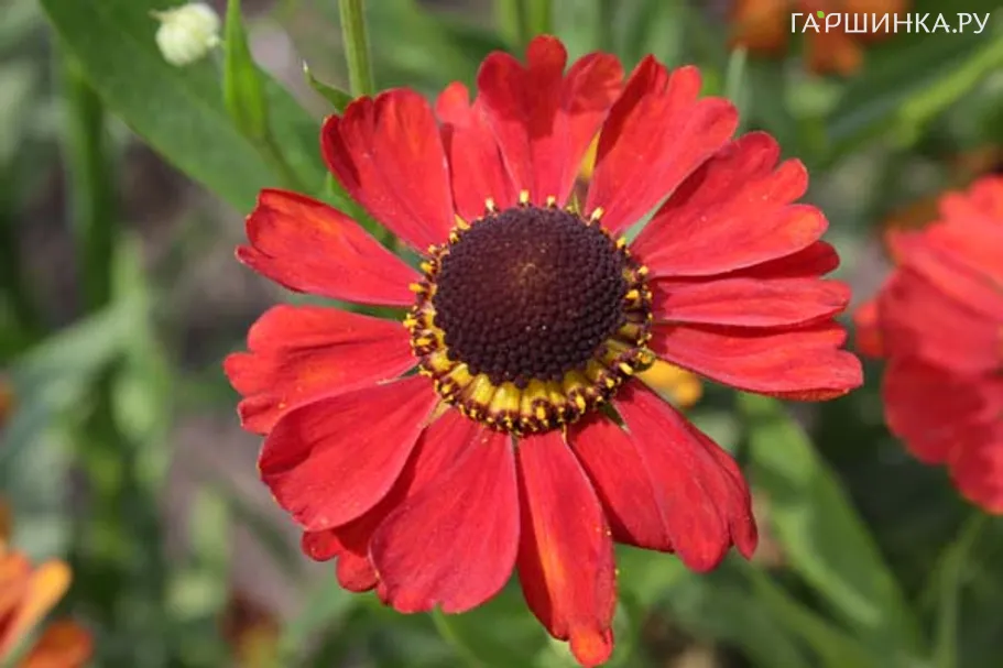 Гелениум Меранти