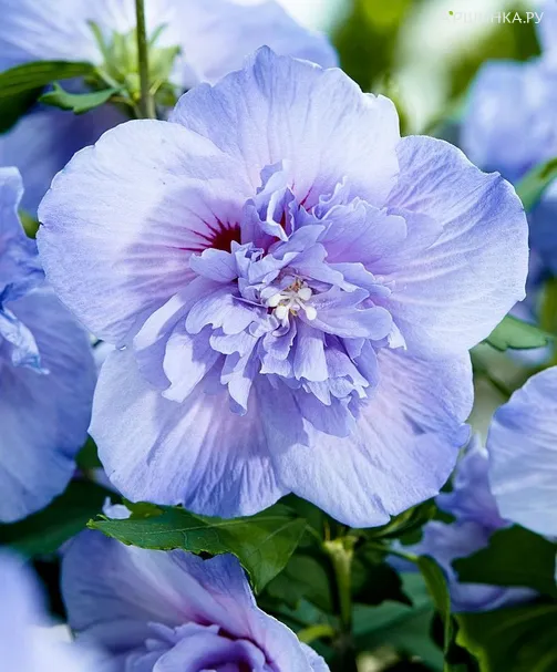 Гибискус Блю Шифон