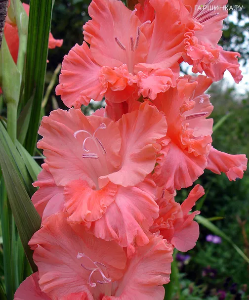Гладиолус Розовая пена