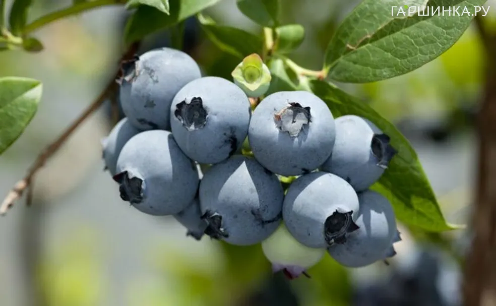 Голубика Ханна Чойс