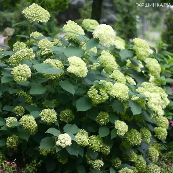 Гортензия Лайм Рики древовидная