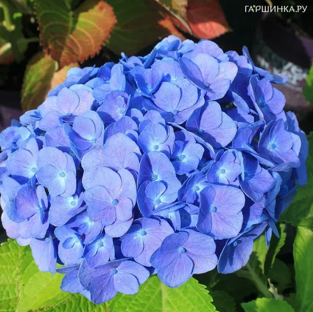 Гортензия Блю (Голубая) крупнолистная ремонтантная (серия Навсегда и Вечно)