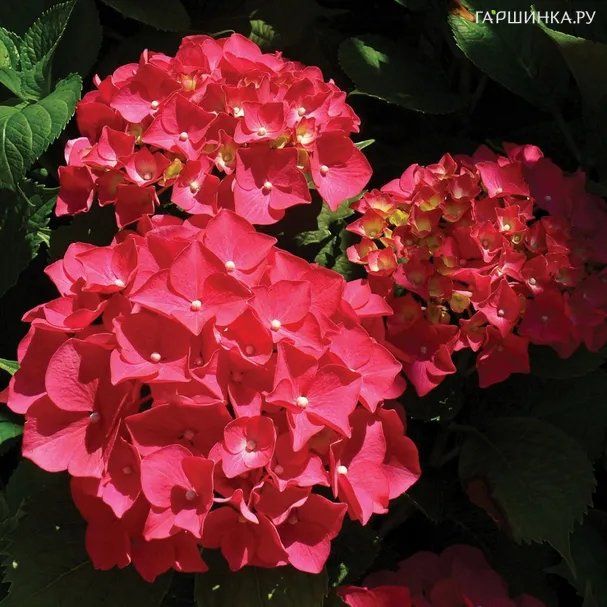 Гортензия Ред крупнолистная ремонтантная (серия Навсегда и Вечно)